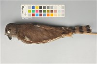 藏品(褐鷹鴞)的圖片